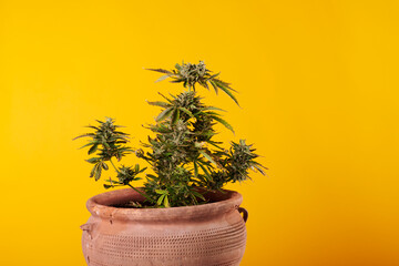 Cannabis plant on yellow background