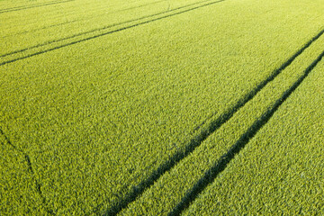 The tracks of a tractor in a green wheat field in Europe, France, Isere, the Alps, in summer, on a sunny day.