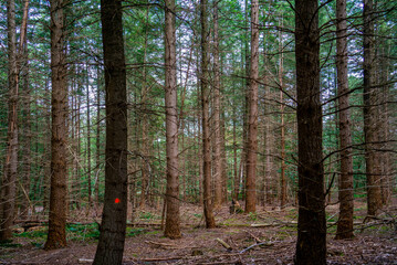 Pine forest in the Netherlands (Pinus sylvestris)
