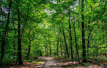 Dirt road in the forest in the Netherlands
