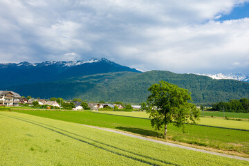 A tree at the edge of a path leading to the town of Gresy sur Isere in Europe, France, Isere, the Alps, in summer on a sunny day.