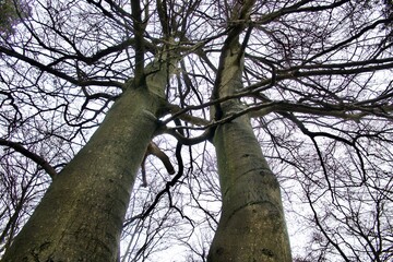 Beech trees in the winter with no leaves