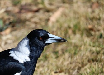 The Australian magpie (Gymnorhina tibicen) is a medium-sized black and white passerine bird native to Australia and southern New Guinea