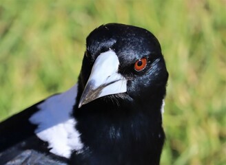 The Australian magpie (Gymnorhina tibicen) is a medium-sized black and white passerine bird native to Australia and southern New Guinea