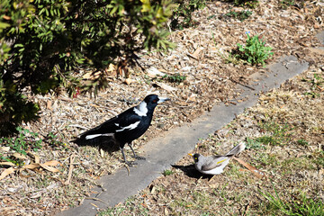The Australian magpie (Gymnorhina tibicen) is a medium-sized black and white passerine bird native to Australia and southern New Guinea