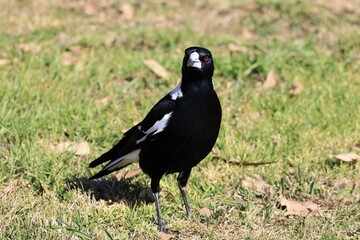 The Australian magpie (Gymnorhina tibicen) is a medium-sized black and white passerine bird native to Australia and southern New Guinea