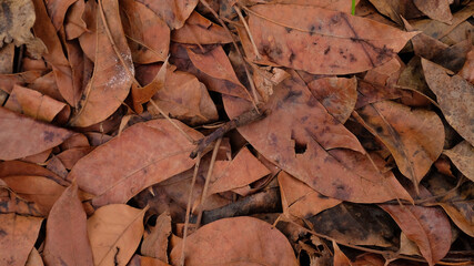 Dry leaves - A background of dry leaf texture, Scattered dry leaves