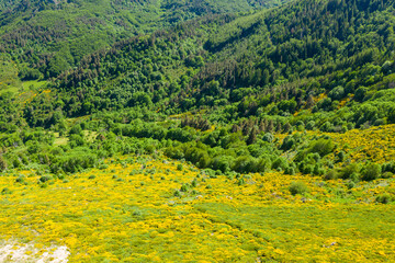Yellow shrubs and forest in the Ardeche countryside in Europe, France, Ardeche, in summer, on a sunny day.