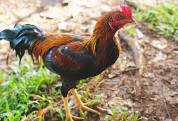 Roosters - close up details of roosters, roosters in the garden