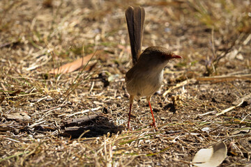 The superb fairywren (Malurus cyaneus) is a passerine bird in the Australasian wren family, Maluridae, and is common and familiar across south-eastern Australia