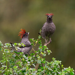 red crested cotinga
