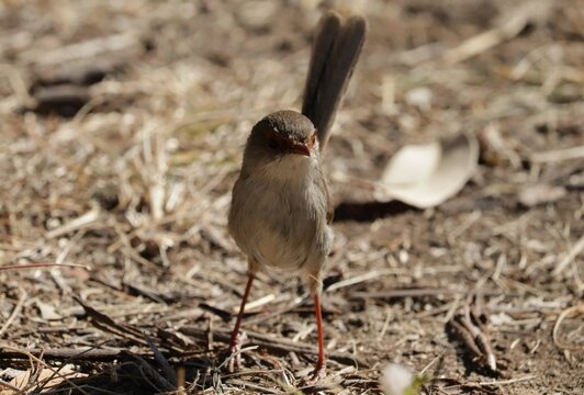 Prachtstaffelschwanz Bilder Durchsuchen 1,053 Archivfotos