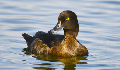 A female crested duck (lat.Aythya fuligula). A beautiful diving duck with yellow eyes. A bird illuminated by the sun floats on the surface of the lake.