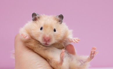 hamster dzhungarik on his hand on a pink background, copy space