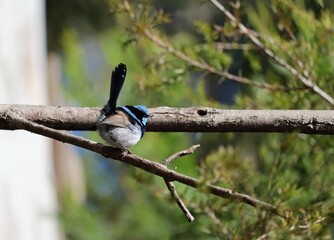 The superb fairywren (Malurus cyaneus) is a passerine bird in the Australasian wren family, Maluridae, and is common and familiar across south-eastern Australia
