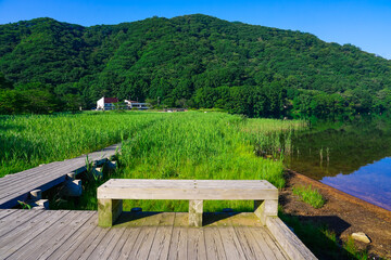 Obraz premium 榛名湖畔の湿原に続く木道、県立榛名公園（群馬県高崎市）