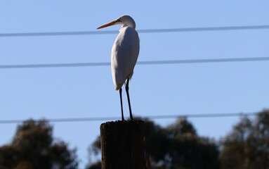 The eastern great egret (Ardea alba modesta), a white heron in the genus Ardea, is usually considered a subspecies of the great egret.