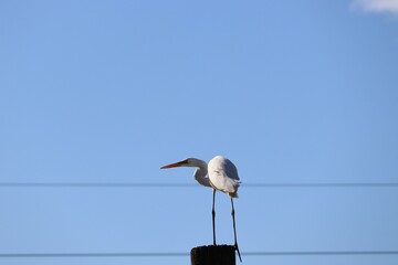 The eastern great egret (Ardea alba modesta), a white heron in the genus Ardea, is usually considered a subspecies of the great egret.
