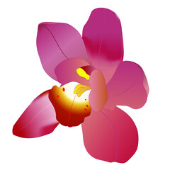 orchid pink vector, exotic flowers isolated