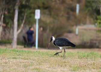 The straw-necked ibis (Threskiornis spinicollis) is a bird of the ibis and spoonbill family Threskiornithidae. It can be found throughout Australia, New Guinea, and parts of Indonesia. Adults have dis