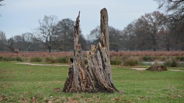 Very old tree stump