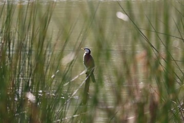 The Australian pied cormorant (Phalacrocorax varius), also known as the pied cormorant, pied shag, or great pied cormorant, is a medium-sized member of the cormorant family. It is found around the coa