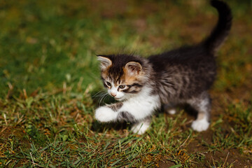 Small cute gray and white kitten walks and plays carefully on green grass. Lovely pet outdoors on summer