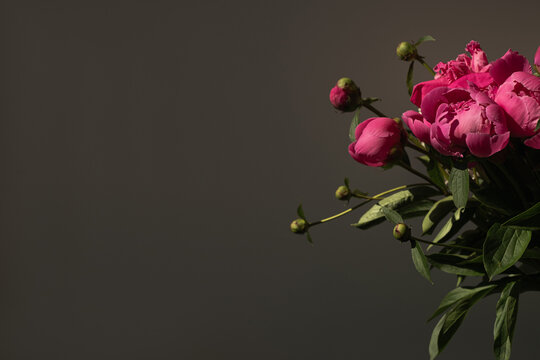 Pink peony flowers bouquet on black background. Minimalist elegant aesthetic floral composition