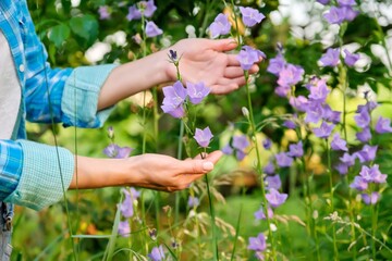 Blooming plants purple bells campanula in garden, woman's hands touching flowers