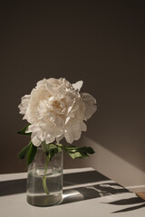 Aesthetic luxury bohemian flowers composition. Elegant gentle white peony flower casting sunlight shadow