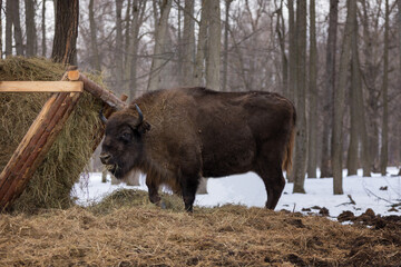 zubr bison close-up on grazing