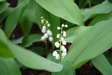 Obraz premium Closeup of white flowers of lily of the valley in May