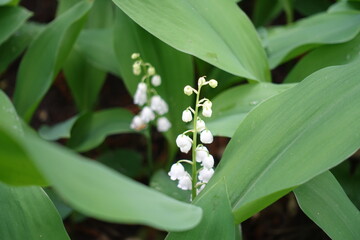 Closeup of white flowers of lily of the valley in May