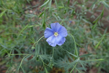 Closeup of light blue flower of common flax in May