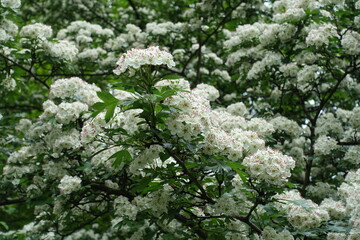 Abundance of white flowers of common hawthorn in May