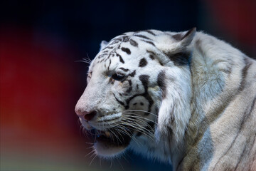 White tiger close-up on a dark background.