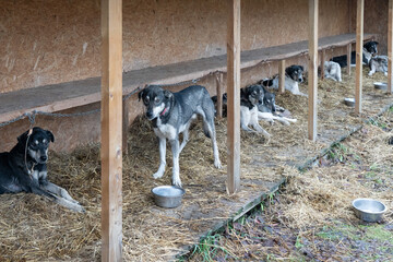 Photo of stray dogs in a shelter on the street in the hay next to bowls of food
