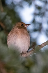 Common Chaffinch perched on a tree branch
