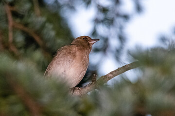 Common Chaffinch perched on a tree branch