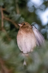 Common Chaffinch perched on a tree branch