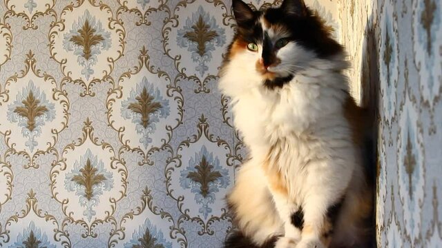 Fluffy tricolor cat in sunset sitting against wall with floral pattern wallpaper and grooming herself