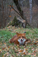 Naklejka na ściany i meble fox in the autumn forest