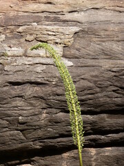 Single agave (Agavoideae) in front of a steep sandstone wall, Grand Canyon, Arizona, USA
