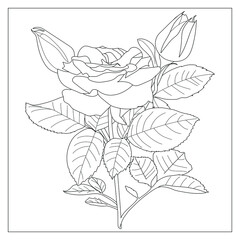 Roses with leaves, buds and flowers, coloring, vector graphics.