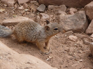 Remote squirrel, Grand Canyon, Arizona, USA