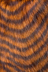 Beautiful striped fur close-up. Texture of red wool.