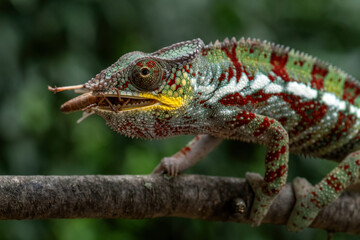 Panther Chameleon - Furcifer pardalis, beautiful colored lizard endemic to Madagascar bushes and rainforest.