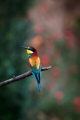 Europäischer Bienenfresser