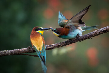 Europäischer Bienenfresser
