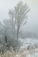 trees in the snow